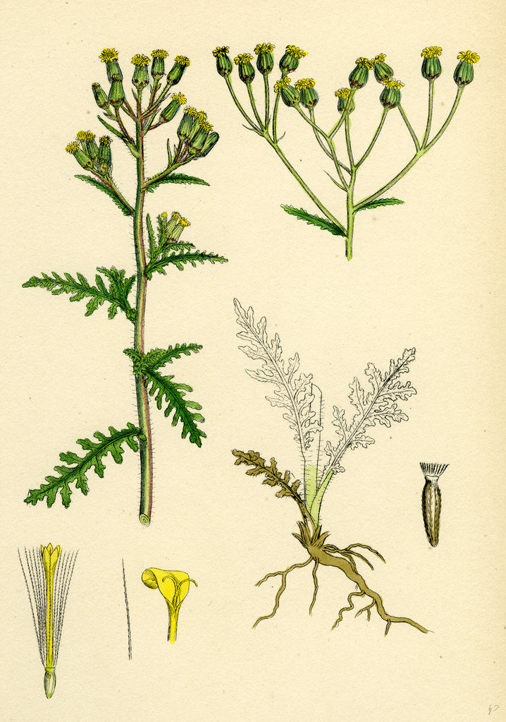 Detail of Senecio Sylvaticus Var. Genuinus Mountain Groundsel Var. A. by Anonymous