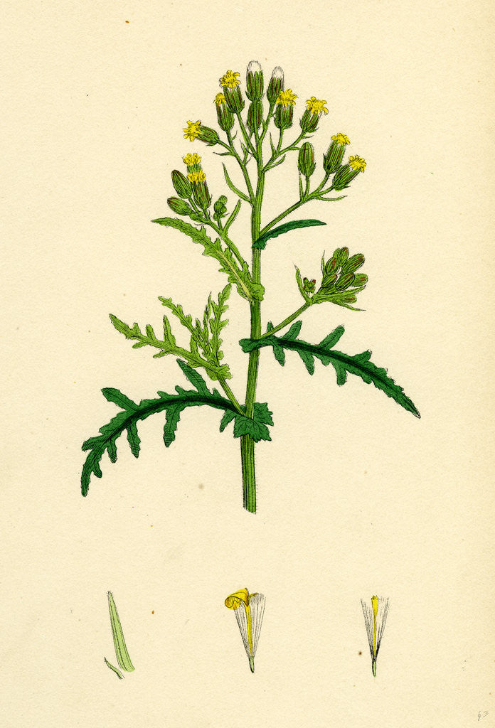 Detail of Senecio Sylvaticus Var. Auriculatus Mountain Groundsel Var. B. by Anonymous