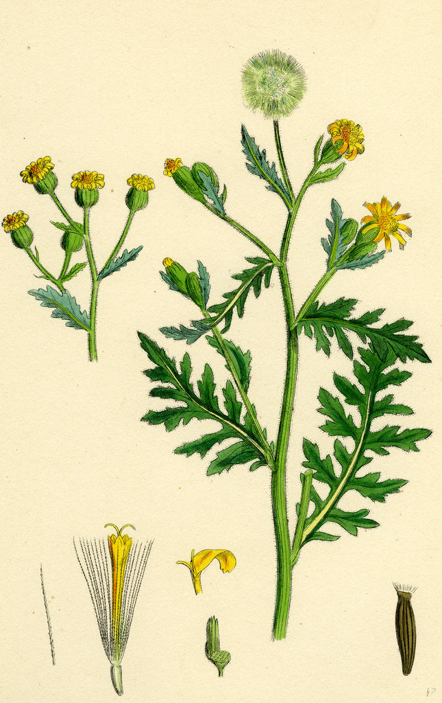 Detail of Senecio Viscosus Stinking Groundsel by Anonymous