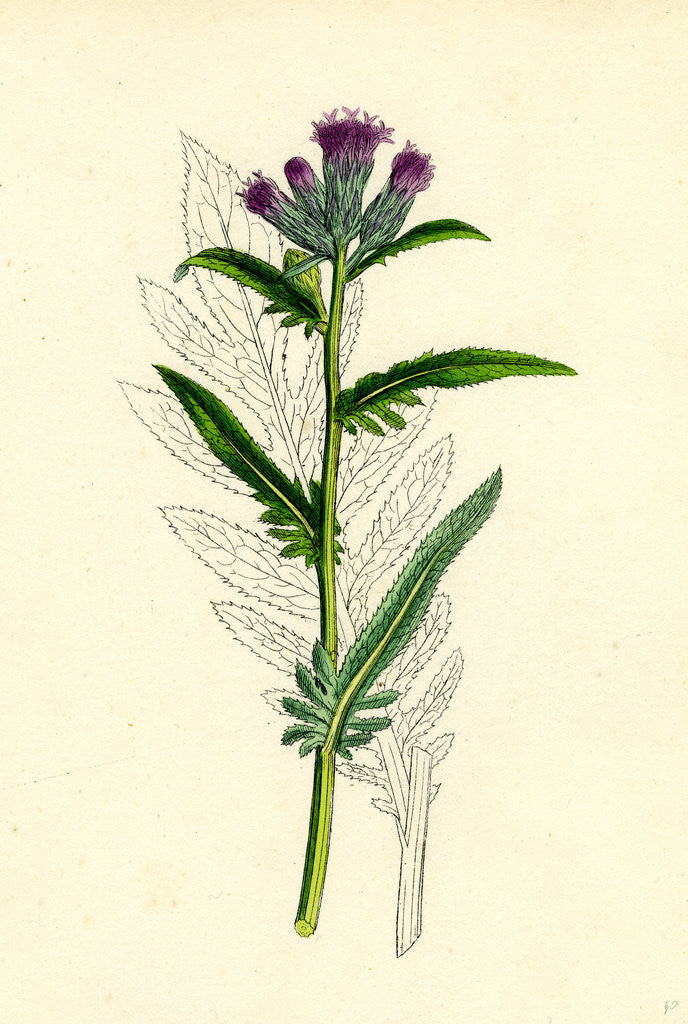 Detail of Serratula Tinctoria Var. Monticola Common Saw-Wort Var. B. by Anonymous