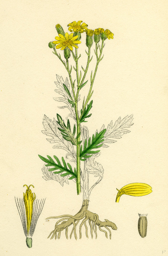 Detail of Senecio Erucifolius Hoary Ragwort by Anonymous