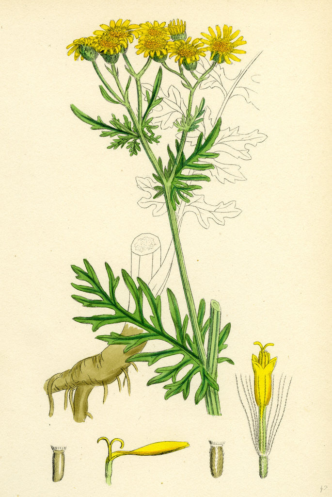 Detail of Senecio Jacobaea Common Ragwort by Anonymous