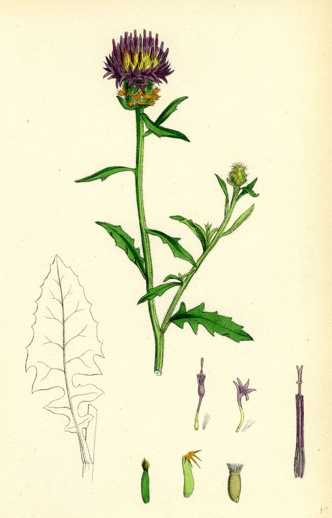 Detail of Centaurea Aspera Rough Star-Thistle by Anonymous