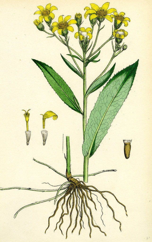 Detail of Senecio Saracenicus Broad-Leaved Ragwort by Anonymous