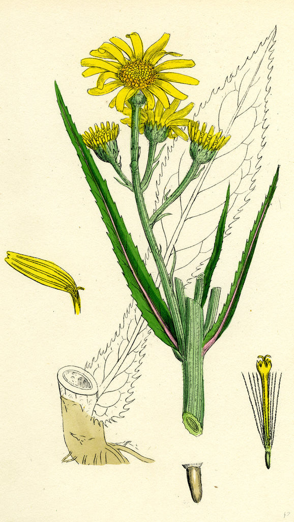 Detail of Senecio Paludosus Great Fen Ragwort by Anonymous