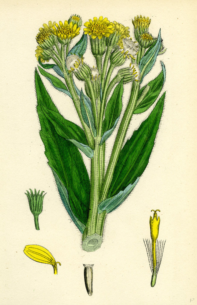 Detail of Senecio Palustris Marsh Fleawort by Anonymous
