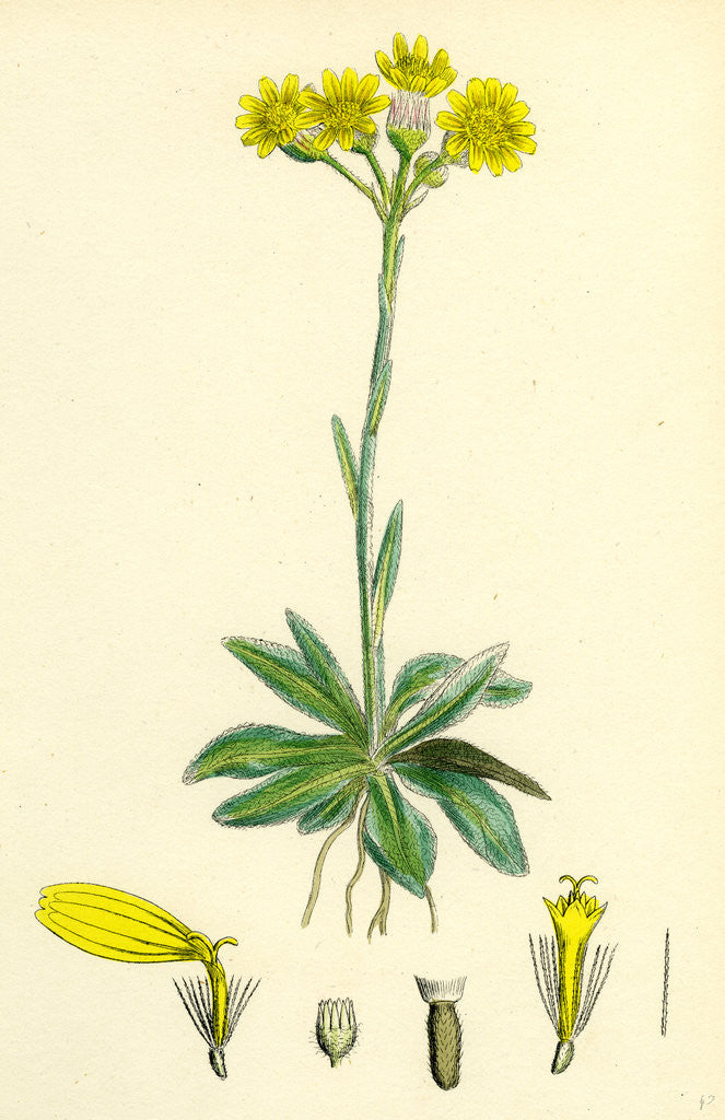 Detail of Senecio Campestris Field Fleawort by Anonymous