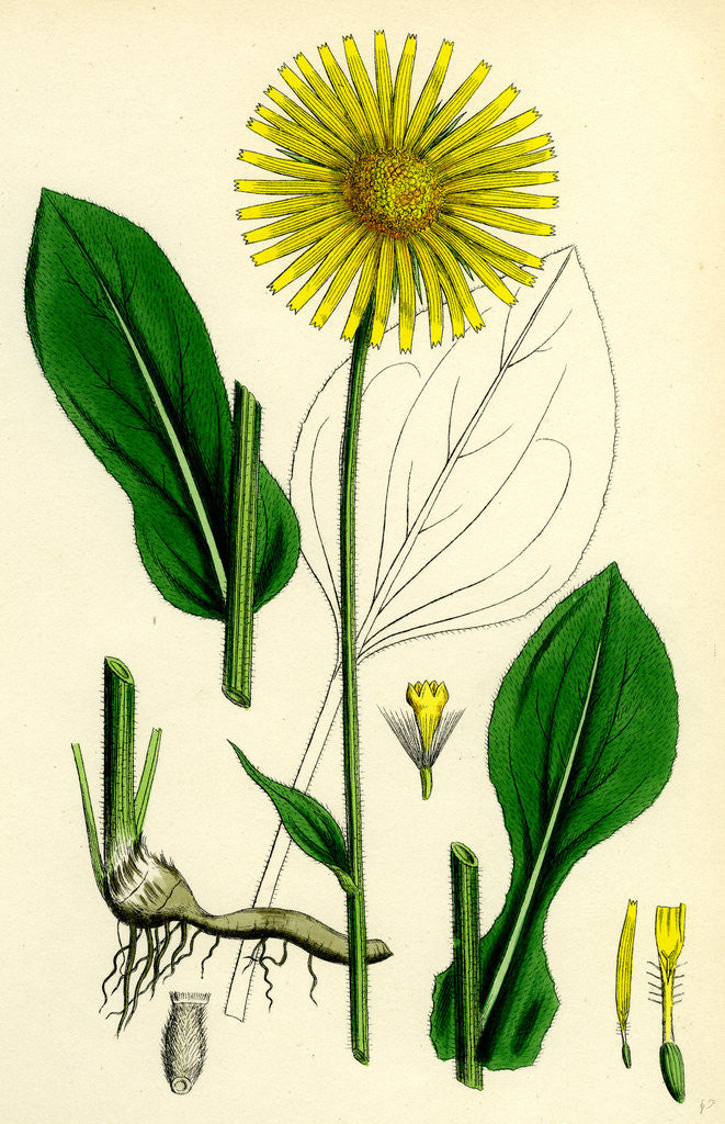 Detail of Doronicum Plantagineum Plantain-Leaved Leopard's-Bane by Anonymous
