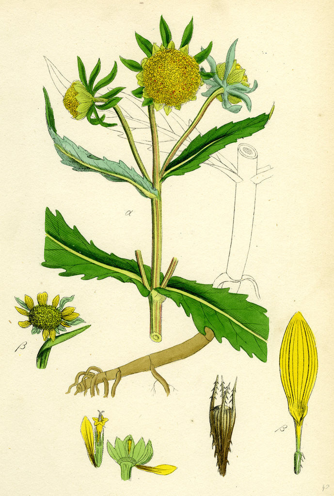 Detail of Bidens Cernus Var. Genuina Nodding Bur-Marygold Var. A. by Anonymous