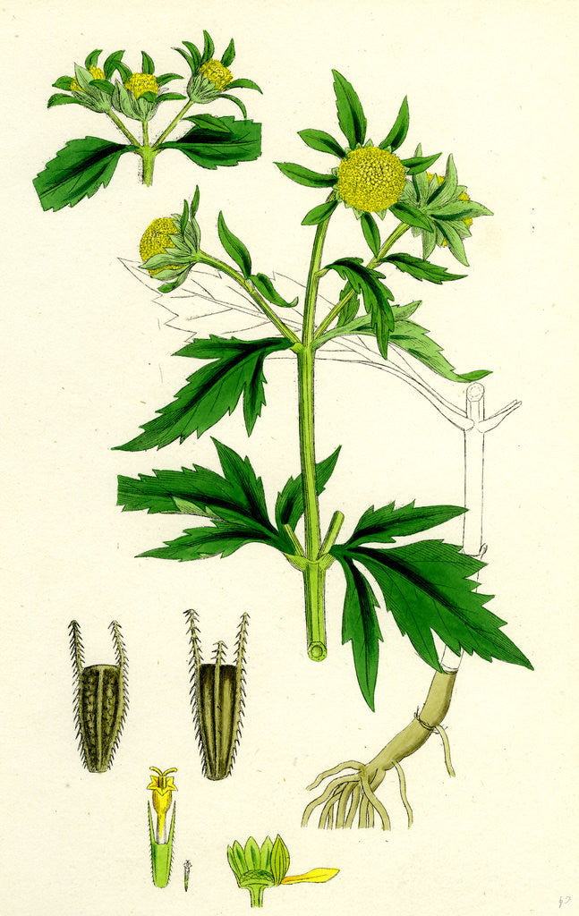 Detail of Bidens Tripartita Tripartite Bur-Marygold by Anonymous