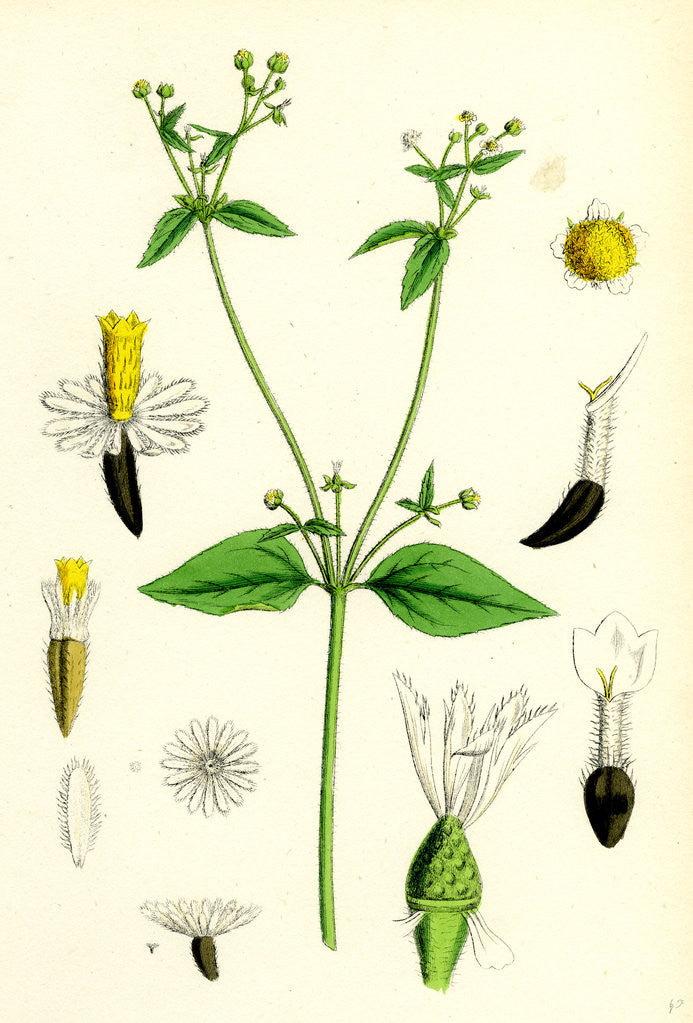 Detail of Galinsoga Parviflora Small-Flowered Galinsoga by Anonymous
