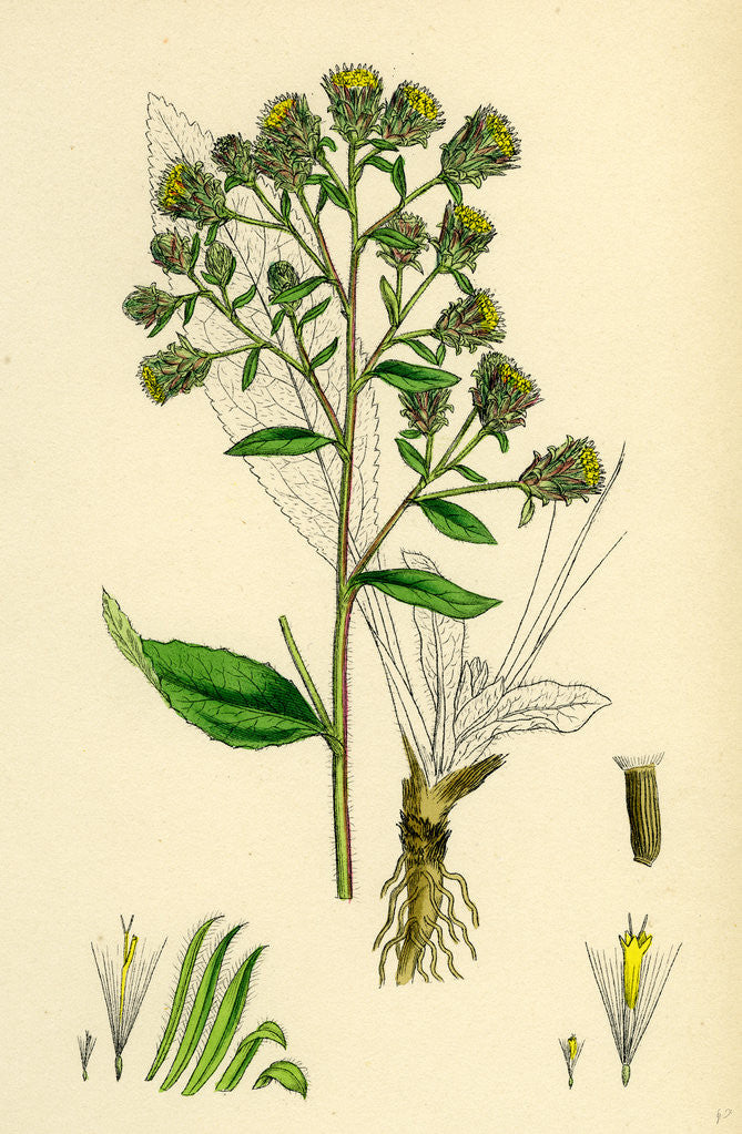Detail of Inula Conyza Ploughman's Spikenard by Anonymous