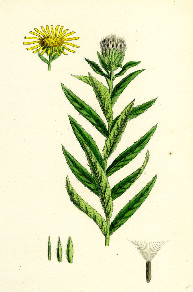 Detail of Inula Salicina Willow-Leaved Inula by Anonymous
