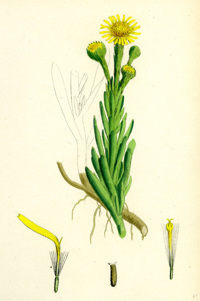 Detail of Inula Crithmoides Golden Samphire by Anonymous