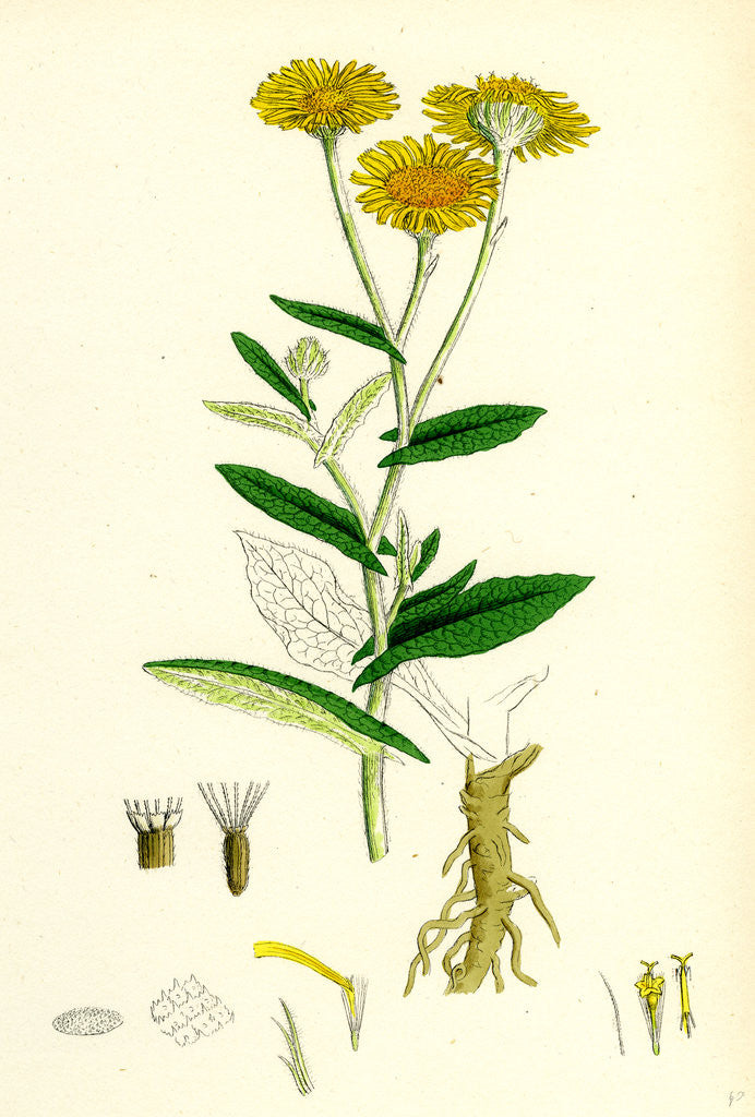 Detail of Inula Dysenterica Greater Fleabane by Anonymous