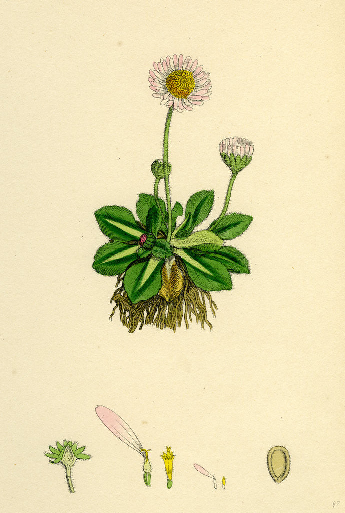 Detail of Bellis Perennis Common Daisy by Anonymous