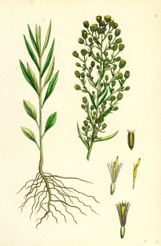 Detail of Erigeron Canadensis Canadian Fleabane by Anonymous