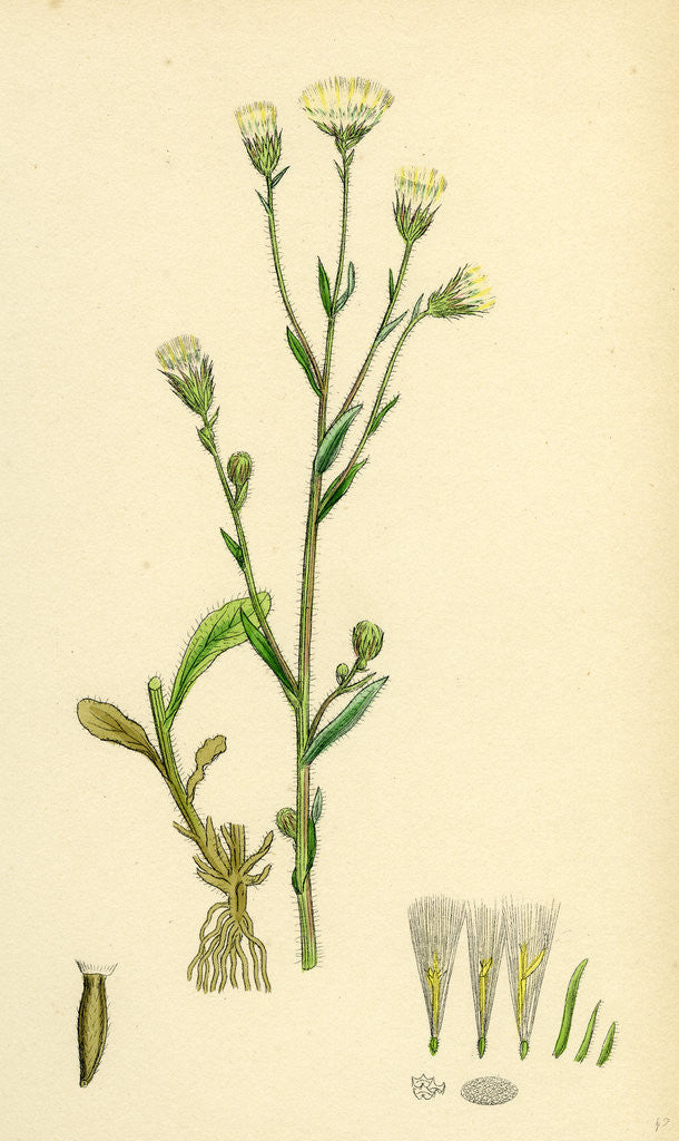 Detail of Erigeron Acris Blue Fleabane by Anonymous