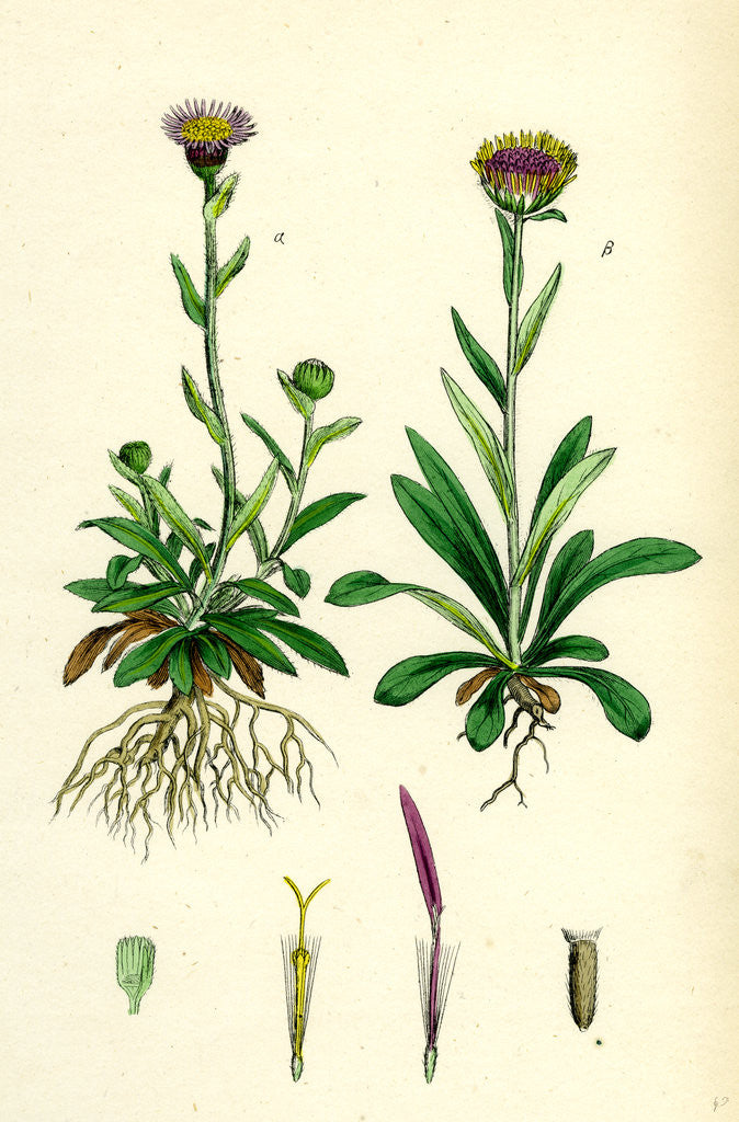 Detail of Erigeron Alpinus Alpine Fleabane by Anonymous