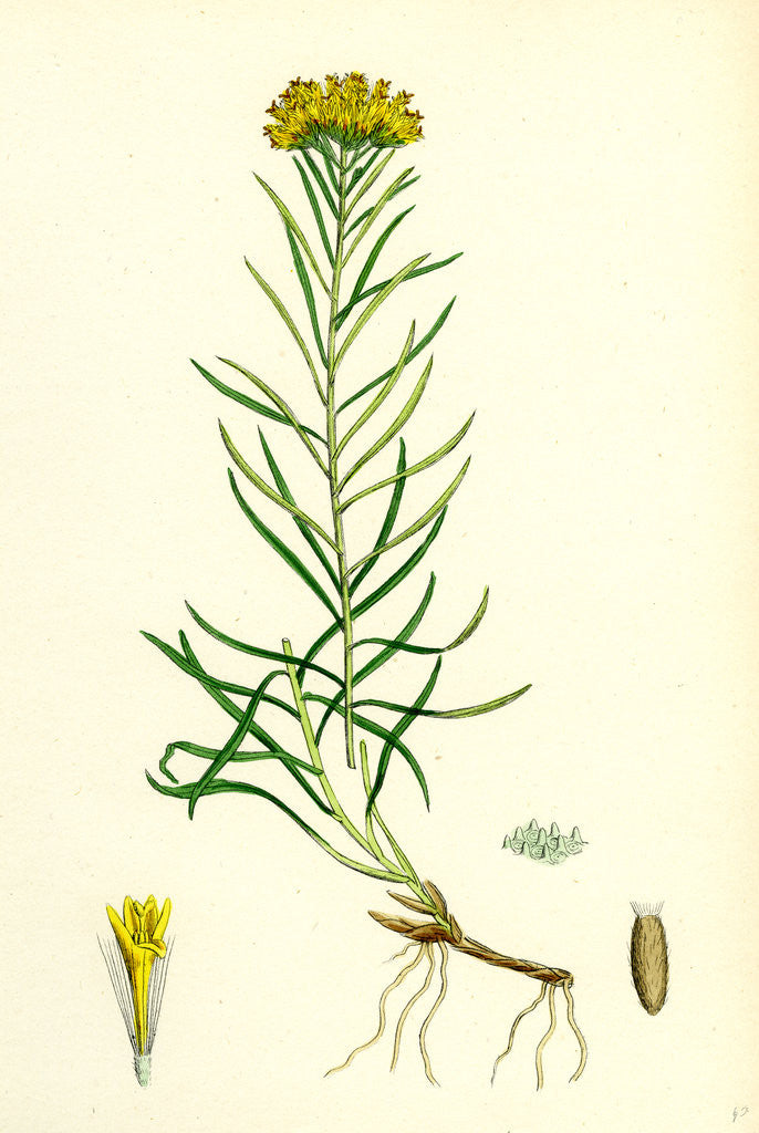 Detail of Aster Linosyris Goldylocks by Anonymous