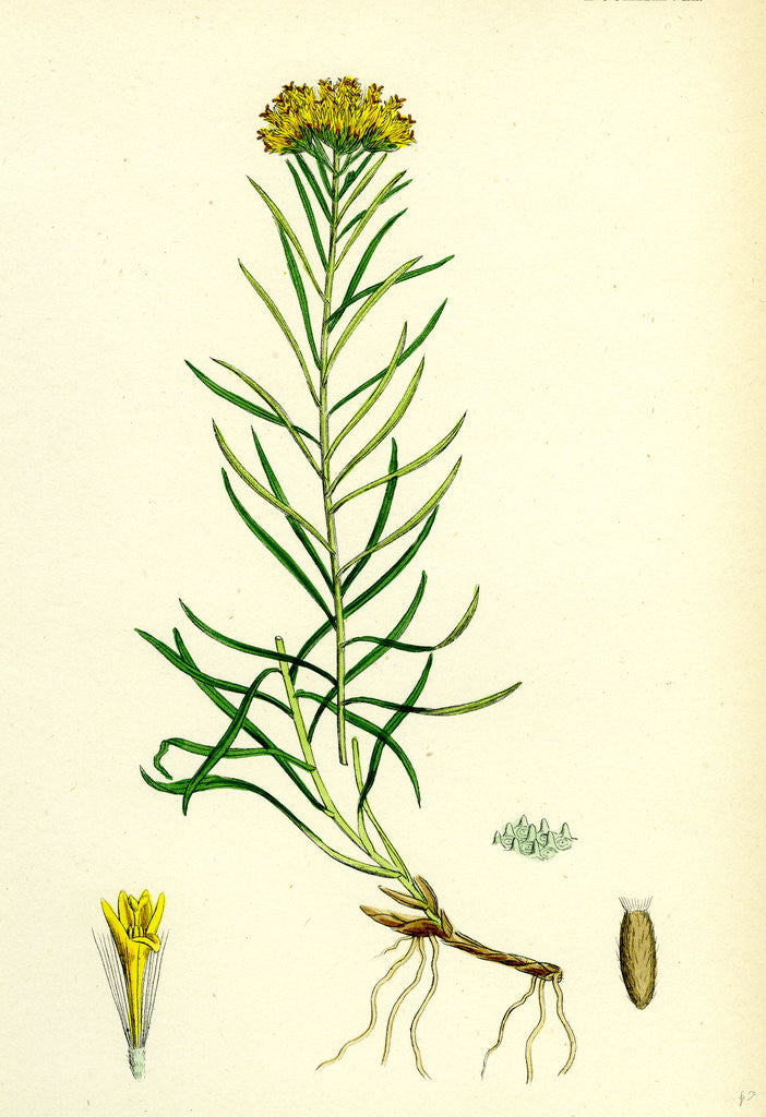 Detail of Aster Linosyris Goldylocks by Anonymous