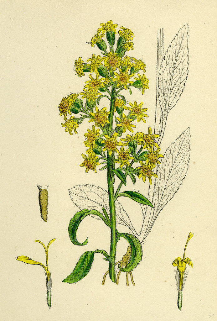 Detail of Solidago Virga-Aurea Var. Genuina Common Golden-Rod Var. A. by Anonymous
