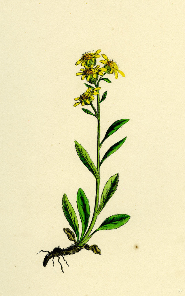 Detail of Solidago Virga-Aurea Var. Cambrica Common Golden-Rod Var. Y. by Anonymous