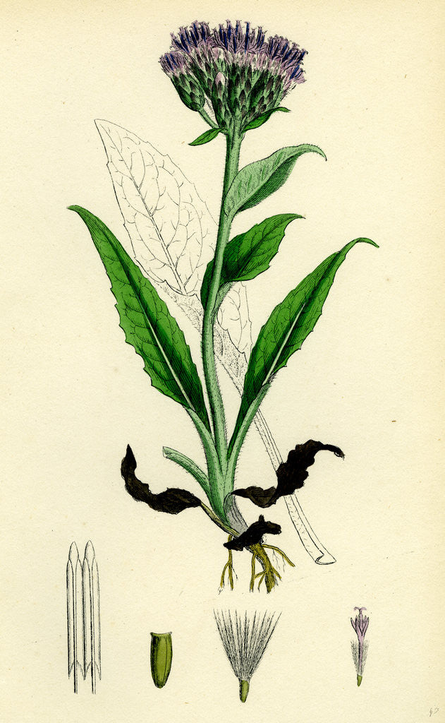 Detail of Saussurea Alpina Alpine Saussurea by Anonymous