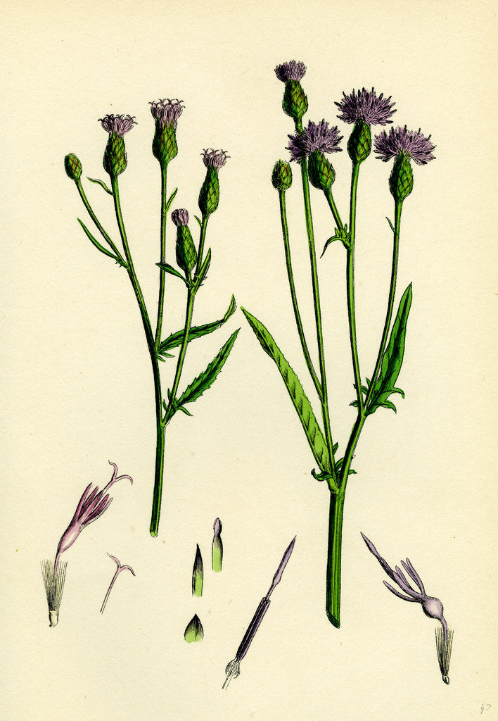 Detail of Serratula Tinctoria Common Saw-Wort by Anonymous