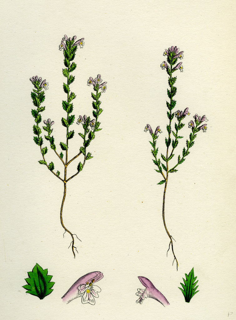 Detail of Euphrasia Officinalis Var. Gracilis Common Eyebright Var. B. by Anonymous