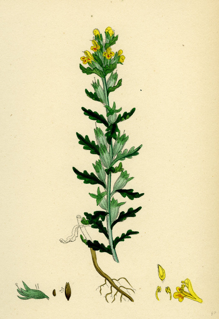 Detail of Bartsia Viscosa Yellow Bartsia by Anonymous