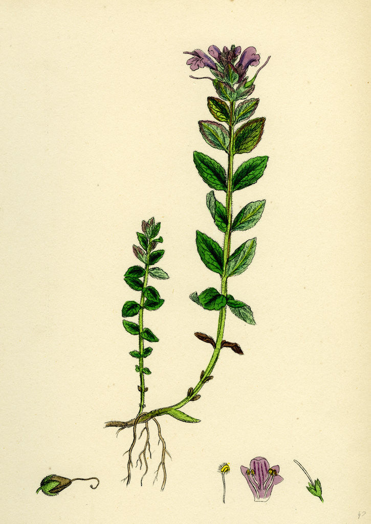 Detail of Bartsia Alpina Alpine Bartsia by Anonymous