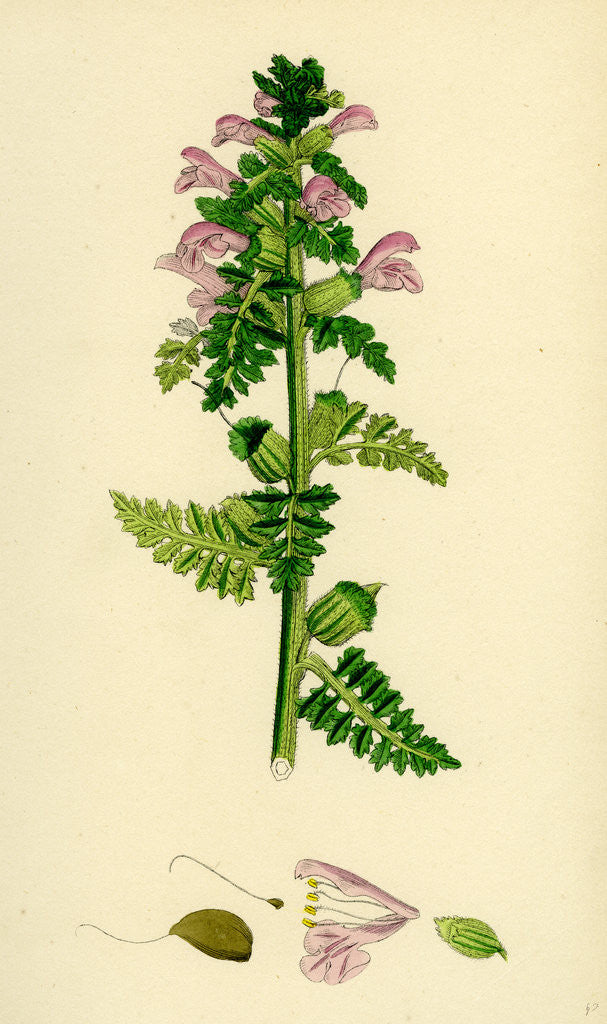 Detail of Pedicularis Palustris Upright Lousewort by Anonymous