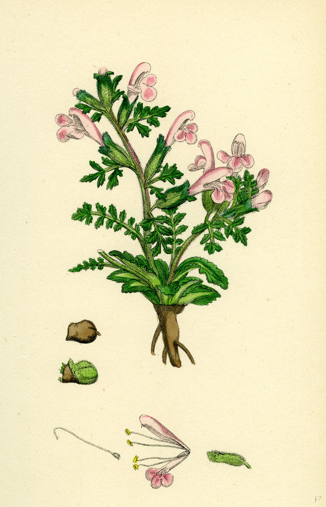 Detail of Pedicularis Sylvatica Procumbent Lousewort by Anonymous