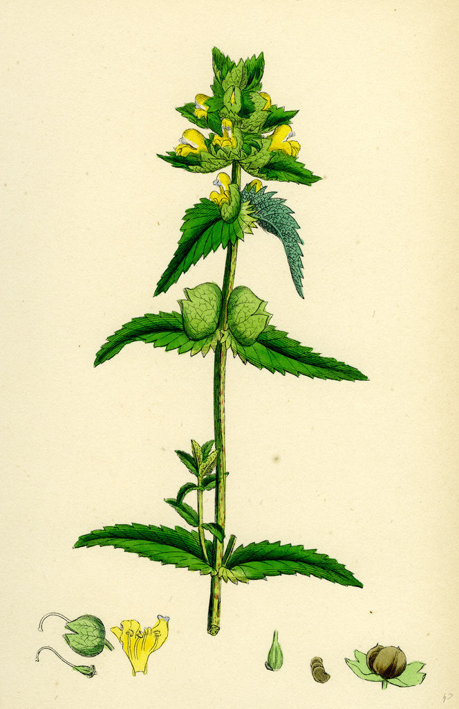 Detail of Rhinanthus Minor Common Yellow-Rattle by Anonymous