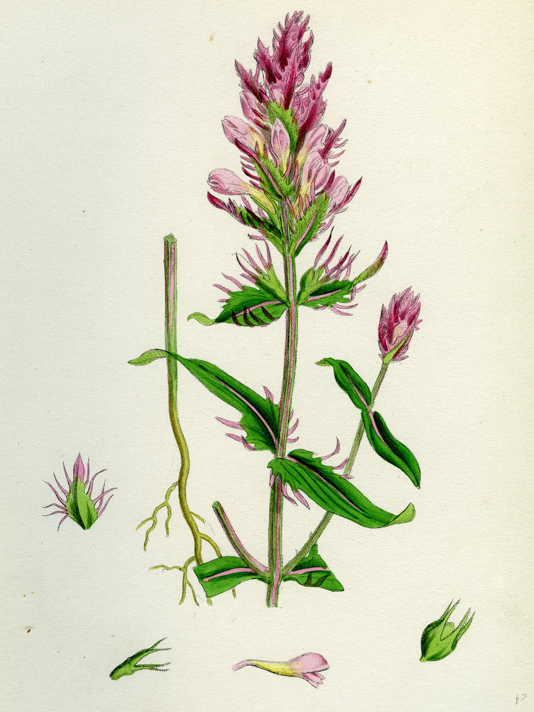 Detail of Melampyrum Arvense Field Cow-Wheat by Anonymous