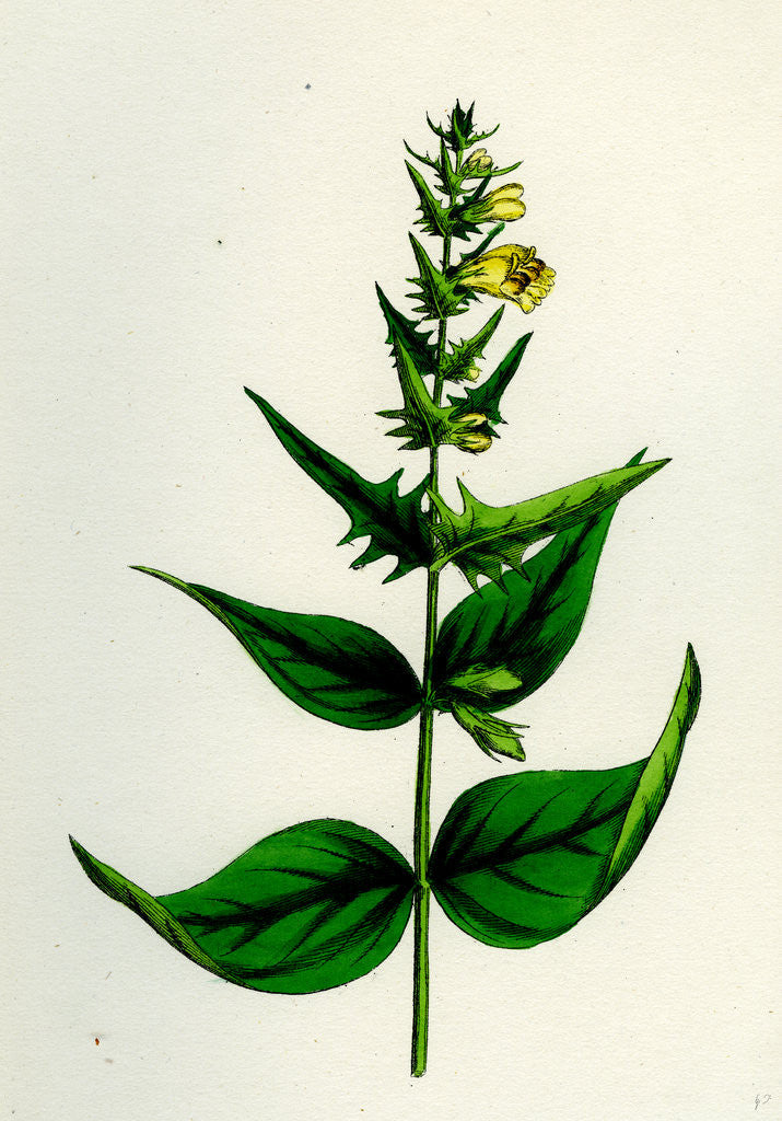 Detail of Melampyrum Pratense Var. Latifolium Common Cow-Wheat Var. A. by Anonymous