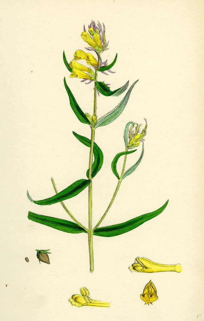Detail of Melampyrum Pratense Var. Vulgare Common Cow-Wheat Var. B. by Anonymous