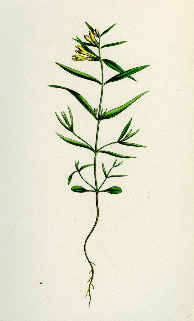 Detail of Melampyrum Pratense Var. Montanum Common Cow-Wheat Var. Y. by Anonymous