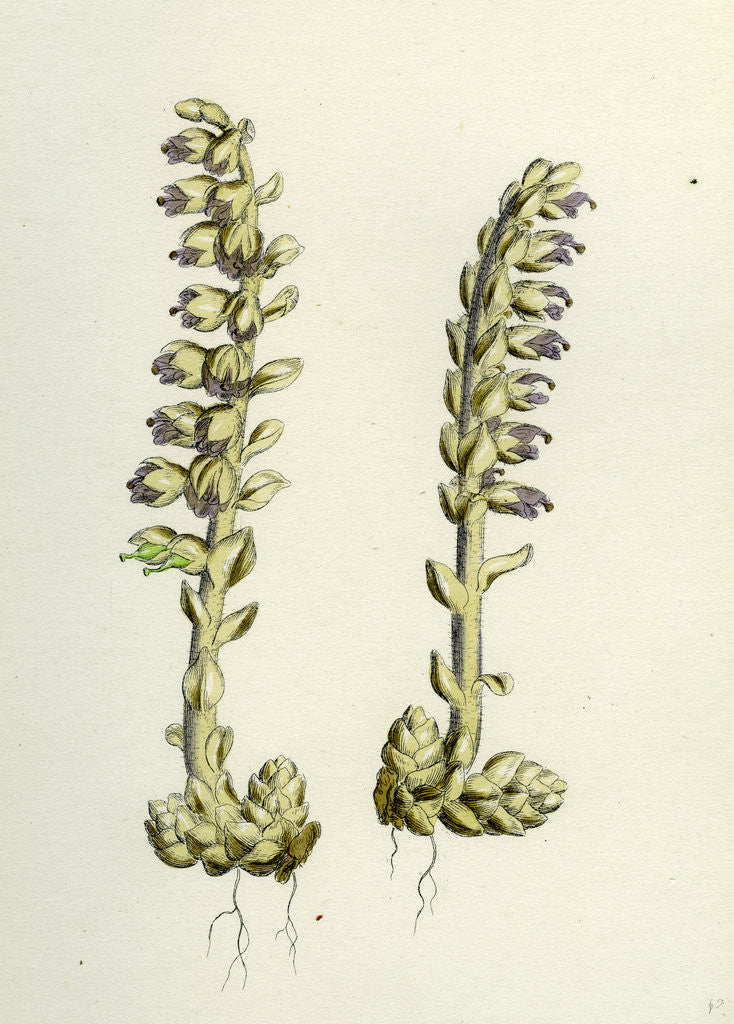Detail of Lathaea Squamaria Toothwort by Anonymous