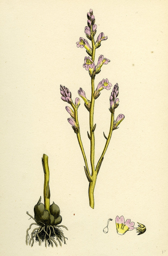 Detail of Orobanche Ramosa Branched Broom-Rape by Anonymous
