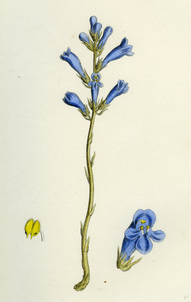 Detail of Orobanche Arenaria Sand Broom-Rape by Anonymous