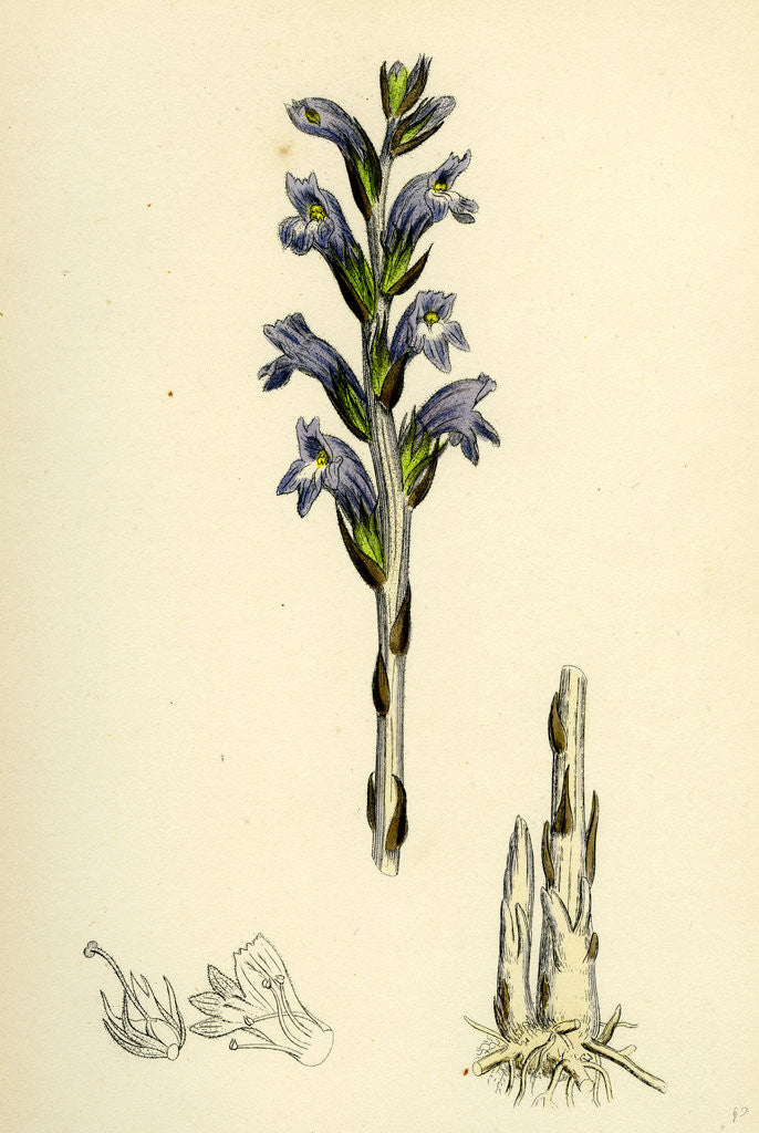Detail of Orobanche Caerulea Purple Broom-Rape by Anonymous