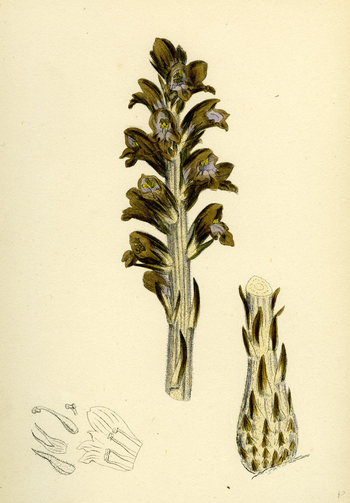 Detail of Orobanche Rapum Greater Broom-Rape by Anonymous