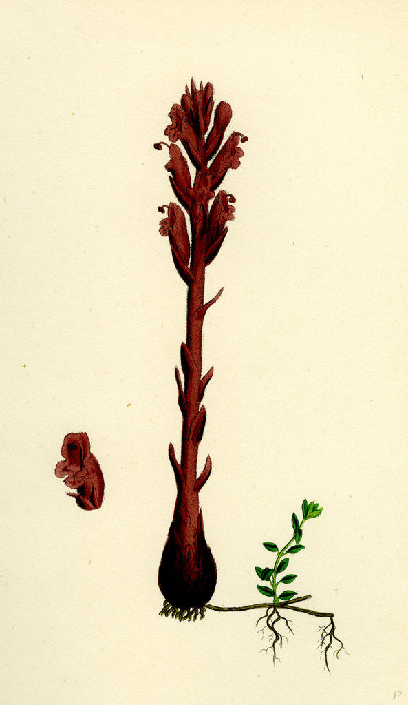 Detail of Orobanche Rubra Red Broom-Rape by Anonymous