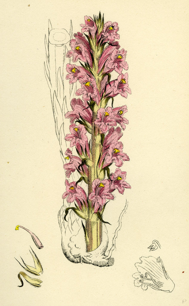 Detail of Orobanche Elatior Tall Broom-Rape by Anonymous