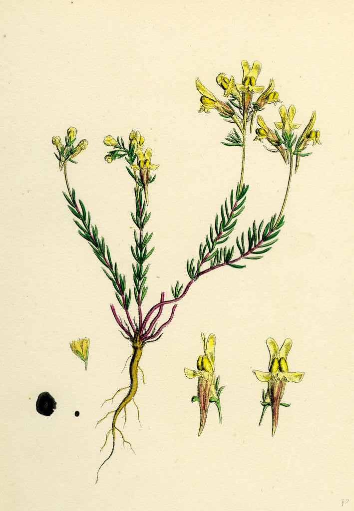 Detail of Linaria Supina Decumbent Toadflax by Anonymous