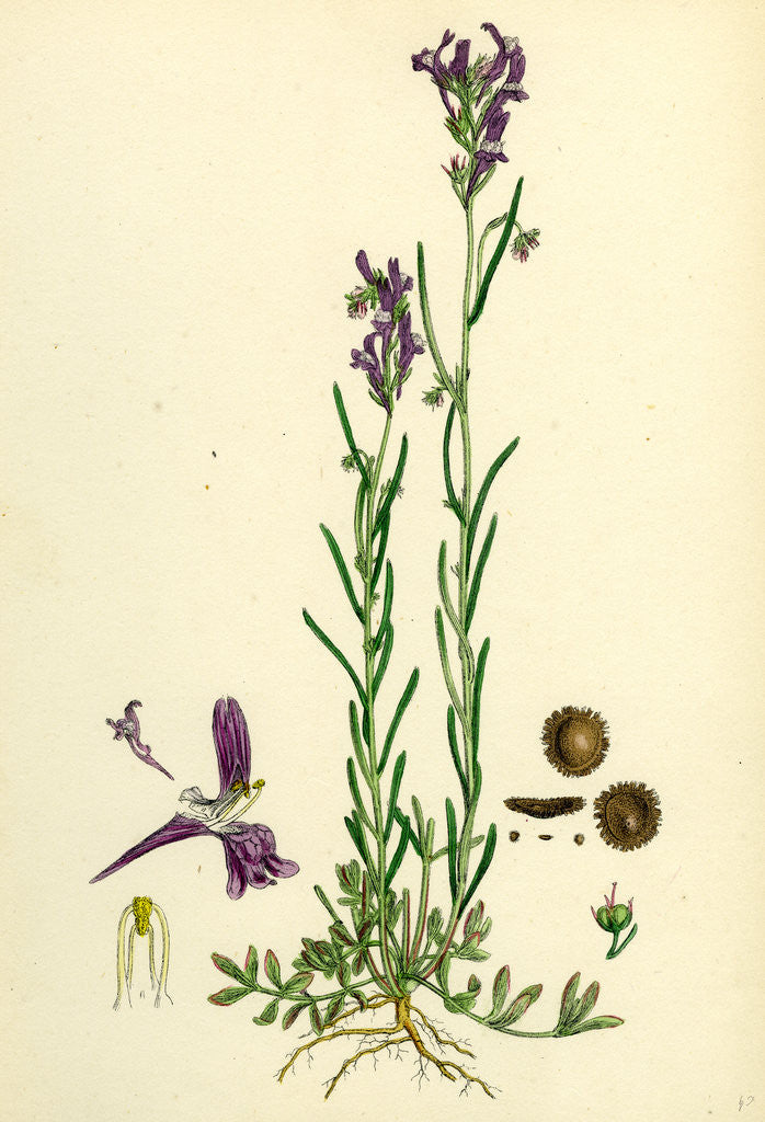 Detail of Linaria Pelisseriana Jersey Toadflax by Anonymous