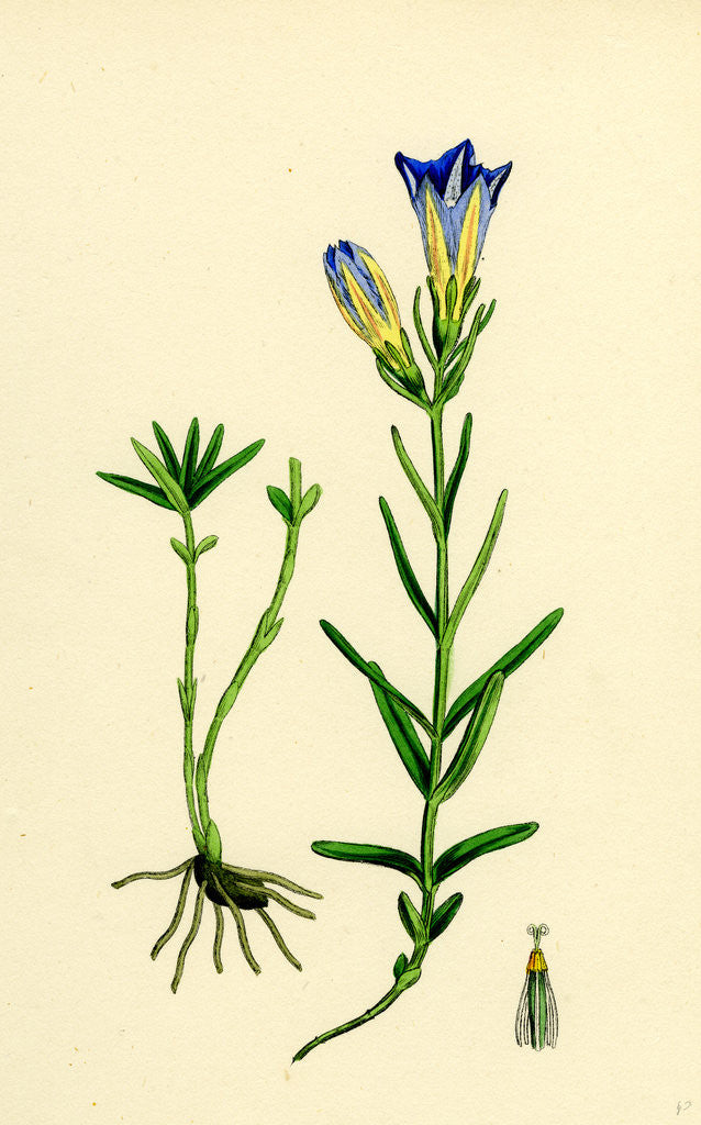Detail of Gentiana Pneumonanthe Calathian Violet by Anonymous
