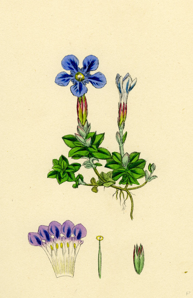Detail of Gentiana Verna Spring Gentian by Anonymous